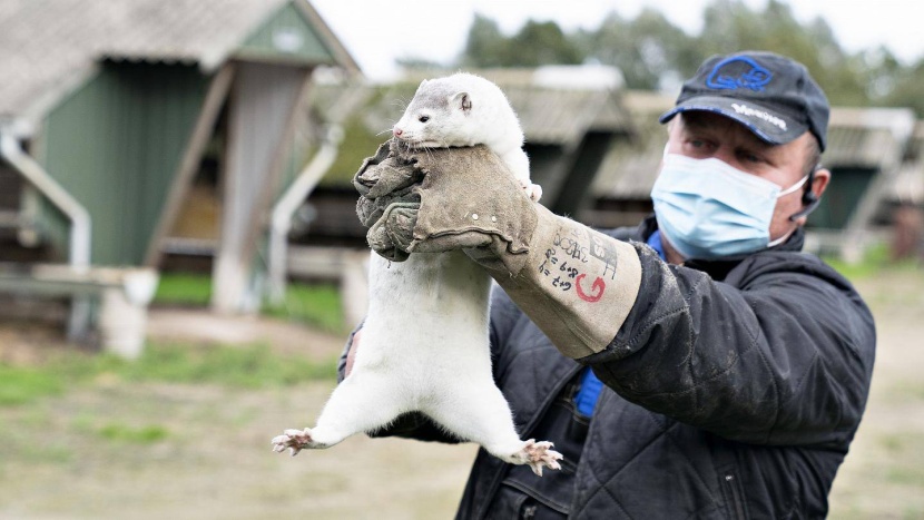 لتفادي الكارثة .. نبش قبور ملايين من حيوانات المنك وحرقها