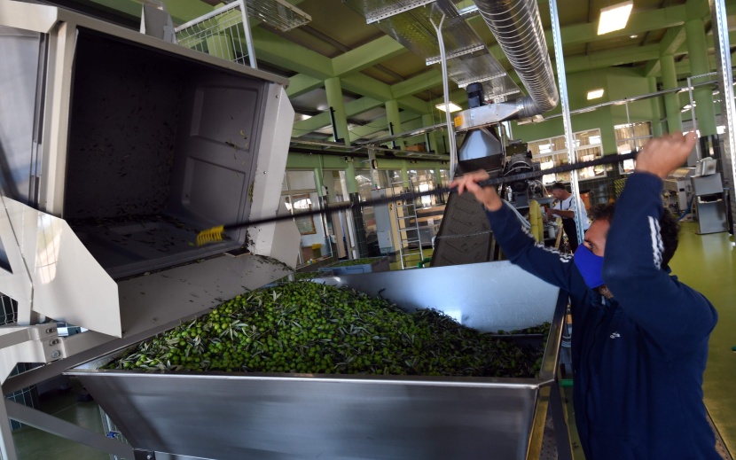 في البوسنة أشجار زيتون سخية في أرض الأشواك والصخور