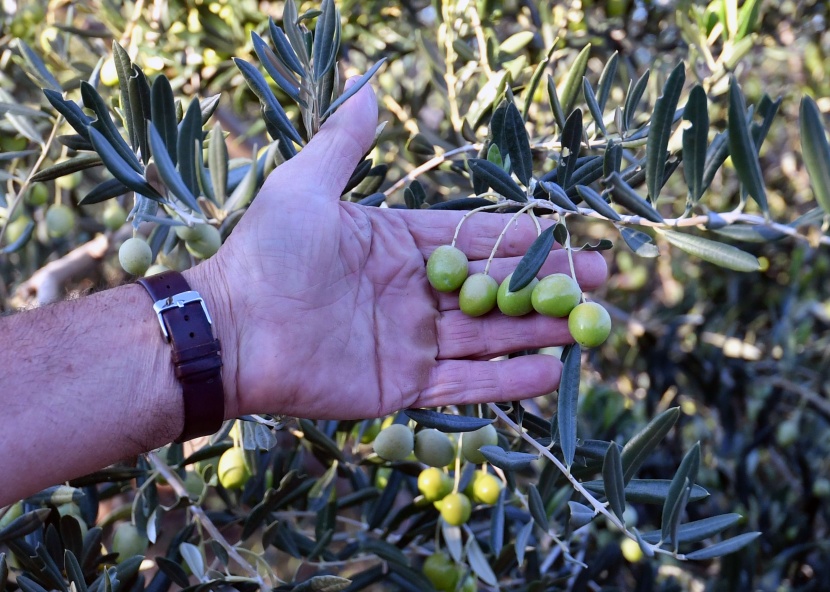 في البوسنة أشجار زيتون سخية في أرض الأشواك والصخور