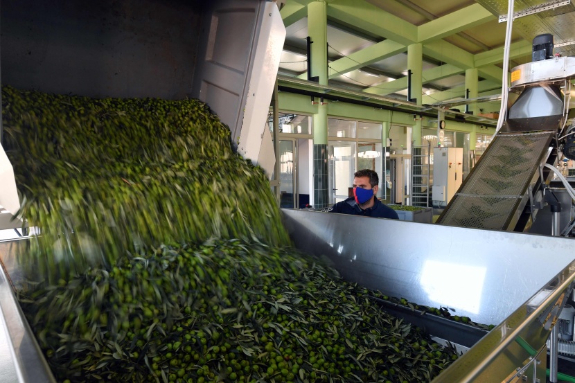 في البوسنة أشجار زيتون سخية في أرض الأشواك والصخور