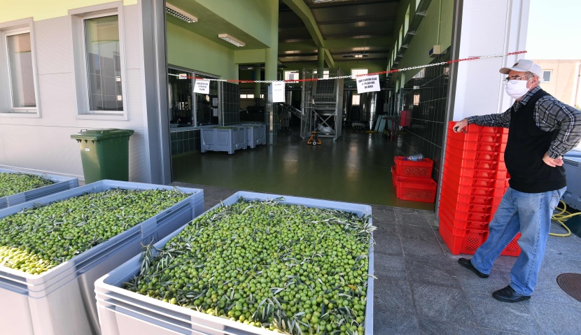 في البوسنة أشجار زيتون سخية في أرض الأشواك والصخور