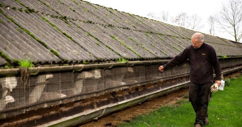 الفيروس يتحول .. 6 دول ترصده في مزارع «المنك»