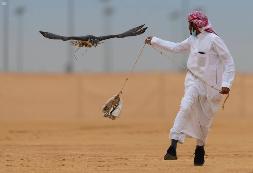 مهرجان الصقور .. منافسات قوية تحسمها أجزاء من الثانية