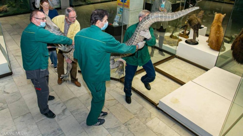 تحنيط تمساح هتلر وعرضه للجمهور