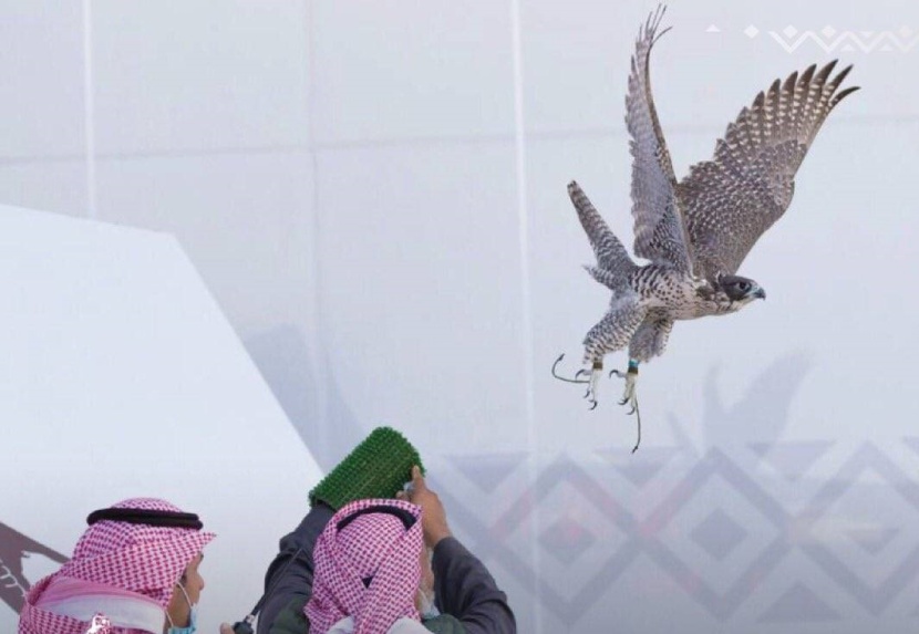 مهرجان الصقور يسدل الستار .. وأجزاء من الثانية تحسم الكأس لـ«عسير» و«سحاب»