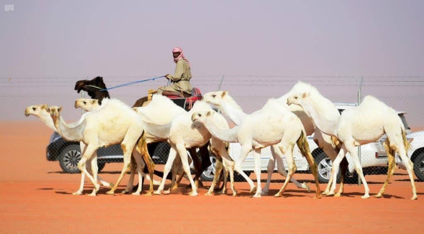 أصوات الإبل .. لغة رمزية تبرز علاقتها بملاكها