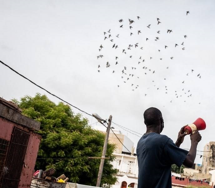 تربية الحمام الزاجل .. هواية متقاعدي أوروبا تجذب شباب السنغال