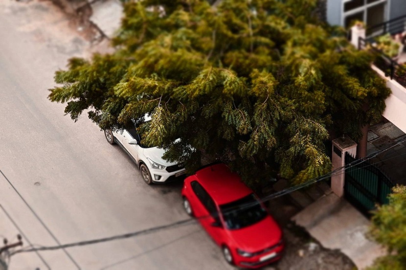 وقود حيوي من أشجار النيم يشغل محركات السيارات