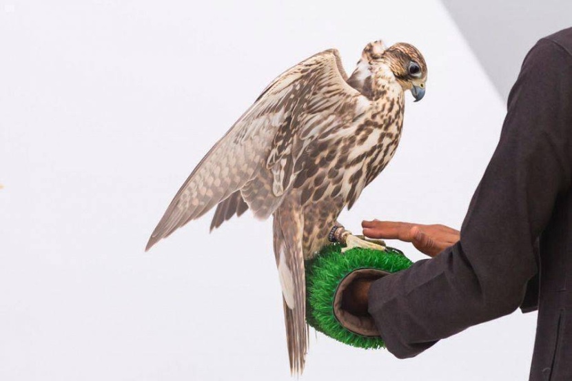 في فئة الحر قرناس.. «النشمي» و«عقاب» و«سراب» يحصدون جوائز مسابقة الملواح