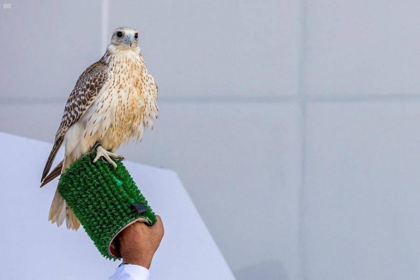 «كوفيد» و«مزعج» أغرب أسماء الصقور المشاركة في مهرجان الملك عبدالعزيز