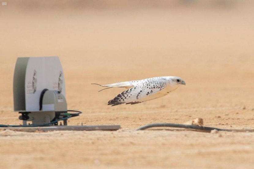 اعتماد تقنية «الفار» في تحكيم منافسات مهرجان الصقور