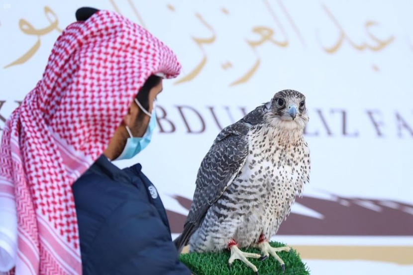 مهرجان الملك عبدالعزيز للصقور يسدل الستار على أشواط ملواح الدوليين