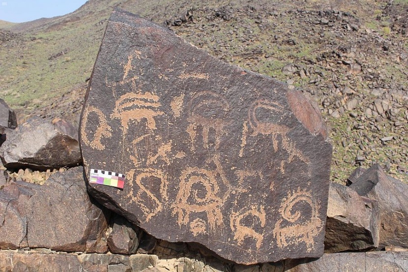 جبال القصيم.. موطن للأسود قبل آلاف السنين