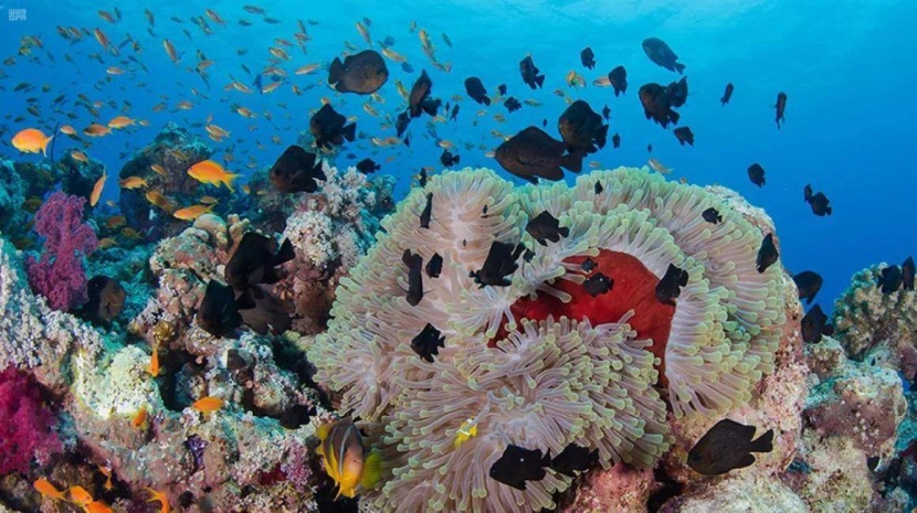 «جزيرة البريدي» .. نافذة بحرية براقة ووجهة مرجانية ساحرة