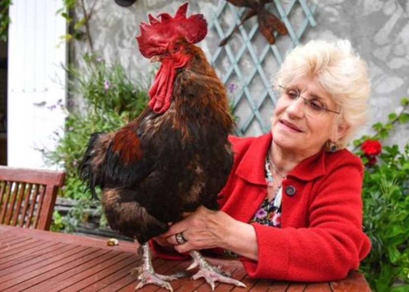 قانون فرنسي لحماية أصوات الريف