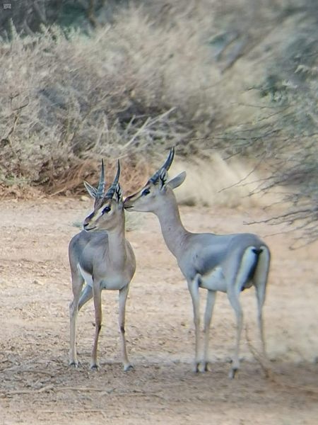 محمية جزر فرسان.. سياحة البر والبحر والأعماق في "شتاء السعودية"