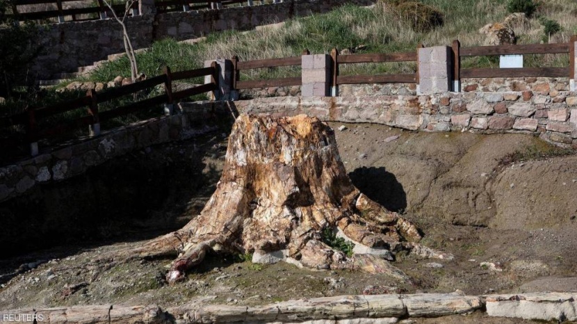 اكتشاف شجرة متحجرة عمرها 20 مليون عام