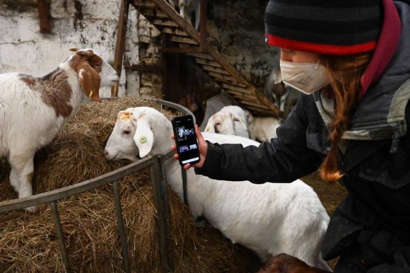 مكالمات فيديو مع الماعز تنعش مزرعة بريطانية