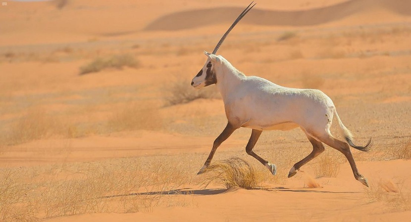نجران .. بوابة سياحية لاستكشاف الربع الخالي