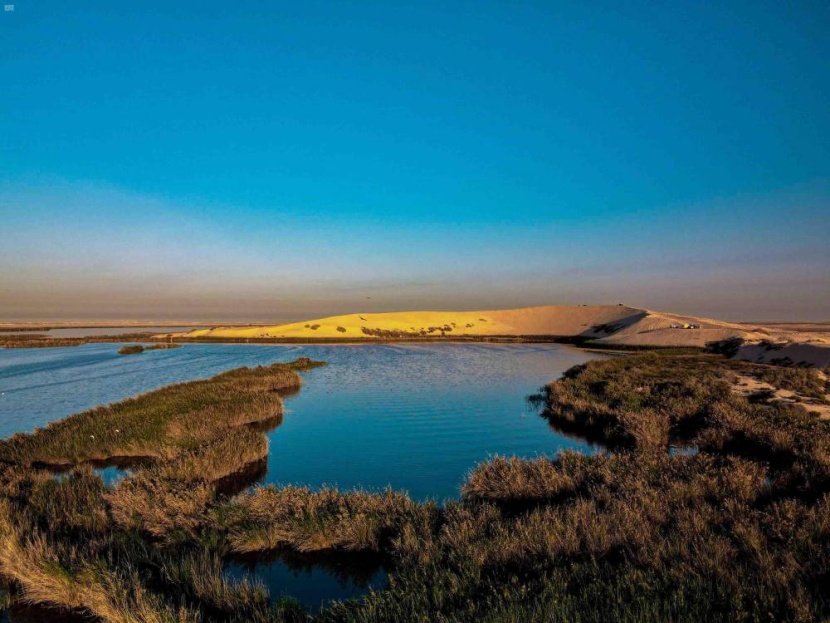 بحيرة الأصفر في الأحساء .. مأوى الطيور الأوروبية المهاجرة