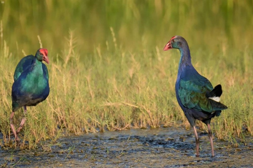 بحيرة الأصفر في الأحساء .. مأوى الطيور الأوروبية المهاجرة