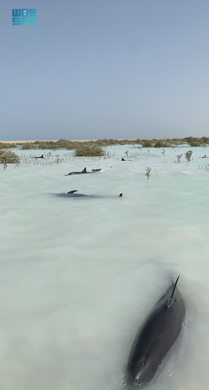 إنقاذ عشرات الدلافين التي جنحت على شاطئ أملج