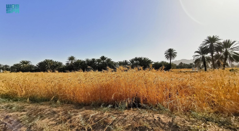 حقول القمح في نجران تؤذن بموسم حصاد وفير أواخر شهر مارس من كل عام.