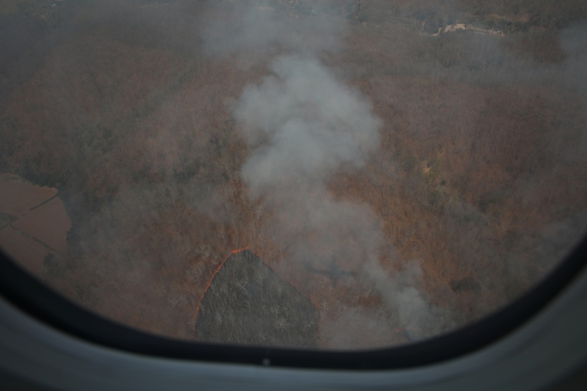  زيادة كبيرة في إزالة الغابات الاستوائية عام 2020