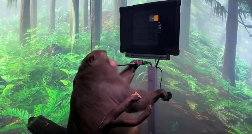 بوساطة شريحة في دماغه .. قرد يتحكم في لعبة فيديو