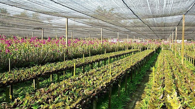 باحثون يعملون على تحويل النباتات إلى روبوتات