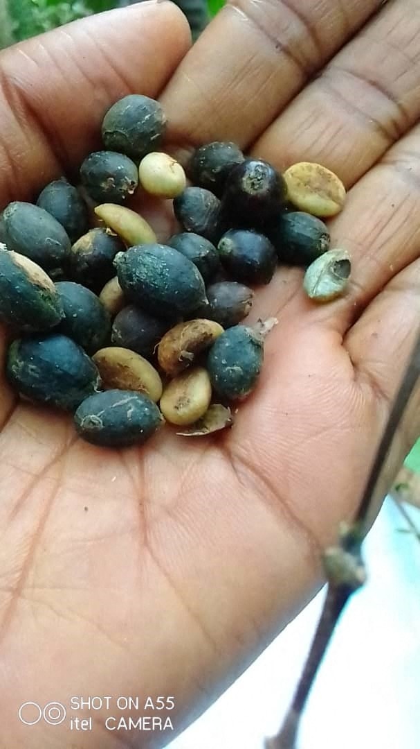  نوع من البنّ يضمن إنتاجا عالي النوعية مستقبلاً