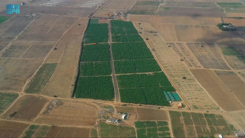 سيدة سعودية تقود المملكة للمنافسة العالمية في زراعة الموز