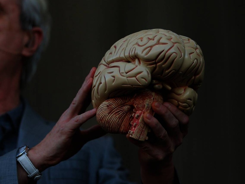 الدماغ البشري بدأ بالتطور قبل 1.7 مليون عام