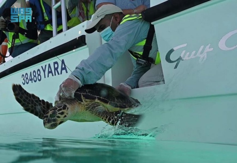  البحر الأحمر تُعيد سلحفاتين من أندر السلاحف في العالم لبيئتها الطبيعية بجزيرة "الوقادي" بعد تماثلها للشفاء
