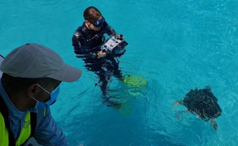 شركة البحر الأحمر تعيد سلحفاتين نادرتين إلى بيئتهما الطبيعية