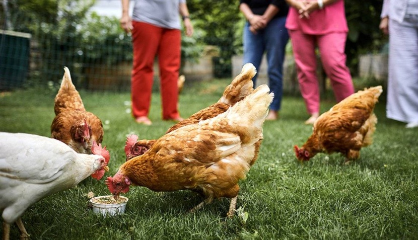 لمكافحة «السلمونيلا» .. أمريكا لمواطنيها: لا تقبلوا الدجاج