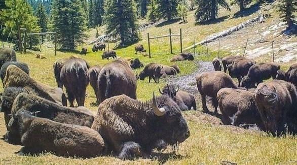 تطوع 45 ألف شخص لقتل 12 حيوان بيسون