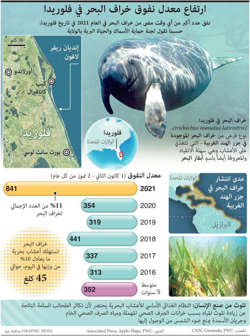 ارتفاع معدل نفوق خراف البحر بسبب تلويث البشر للمياه