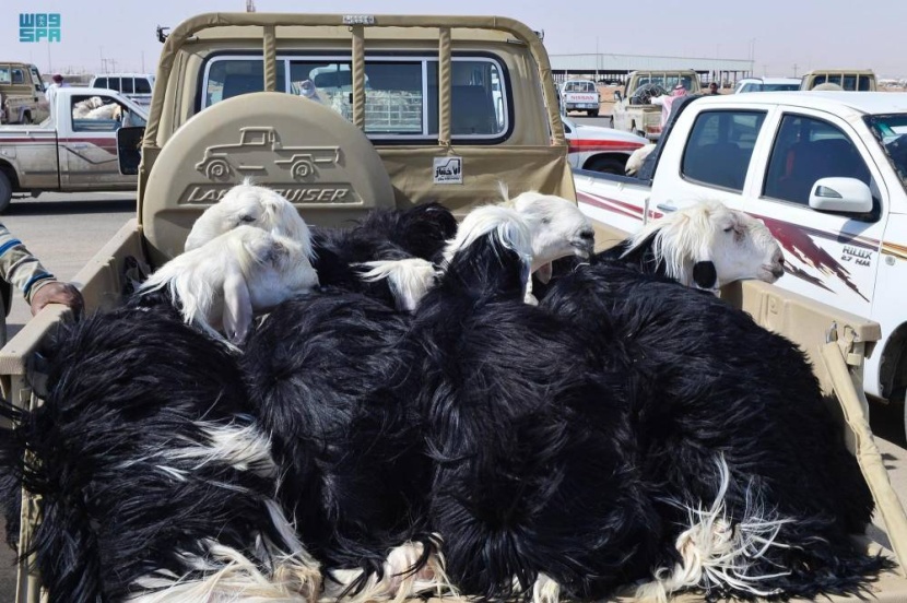 الرياض: 5 إجراءات احترازية في مواقع بيع الأضاحي