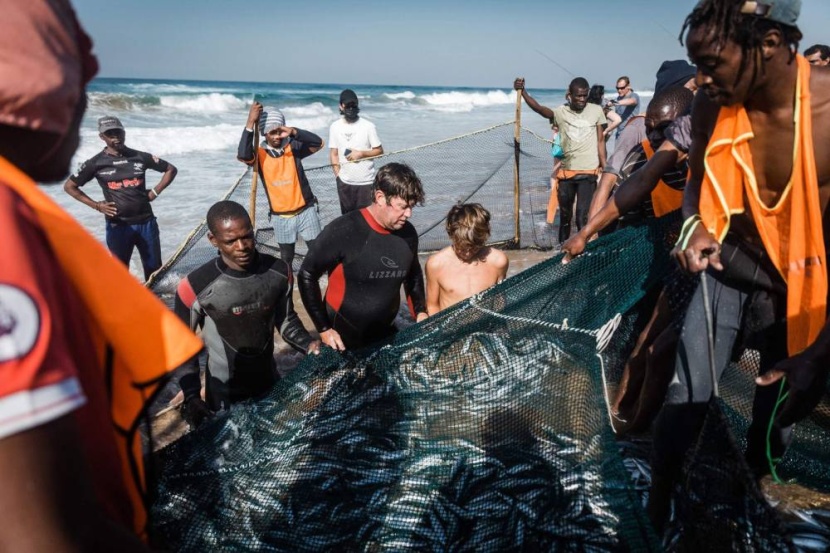 سباق محموم على وليمة سردين في المحيط الهندي