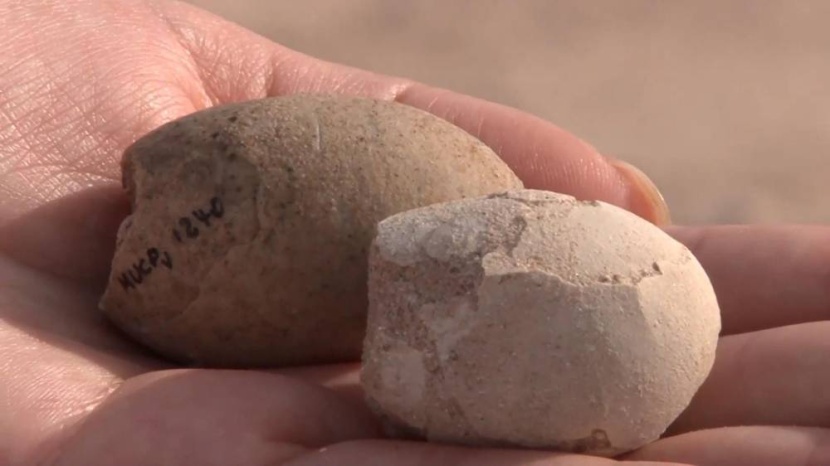 اكتشاف 160 بيضة متحجرة تعود إلى 85 مليون عام