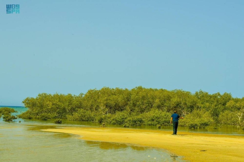 المانجروف جنوب ضباء .. حجر زاوية في تنمية بيئة البحر