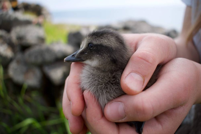 آيسلنديون يبدؤون رحلة البحث عن أغلى ريش في العالم