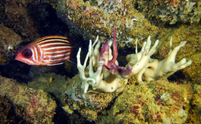 العثور على أقدم أشكال الحياة الحيوانية في المحيطات