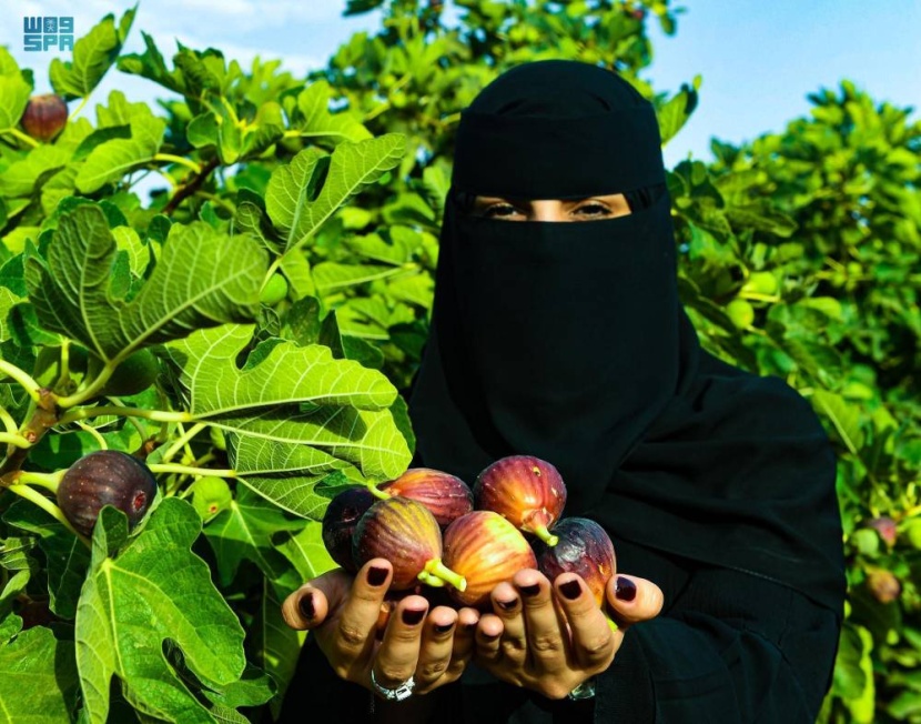 تبوك: 55 ألف شجرة تين تغذي أسواق المملكة