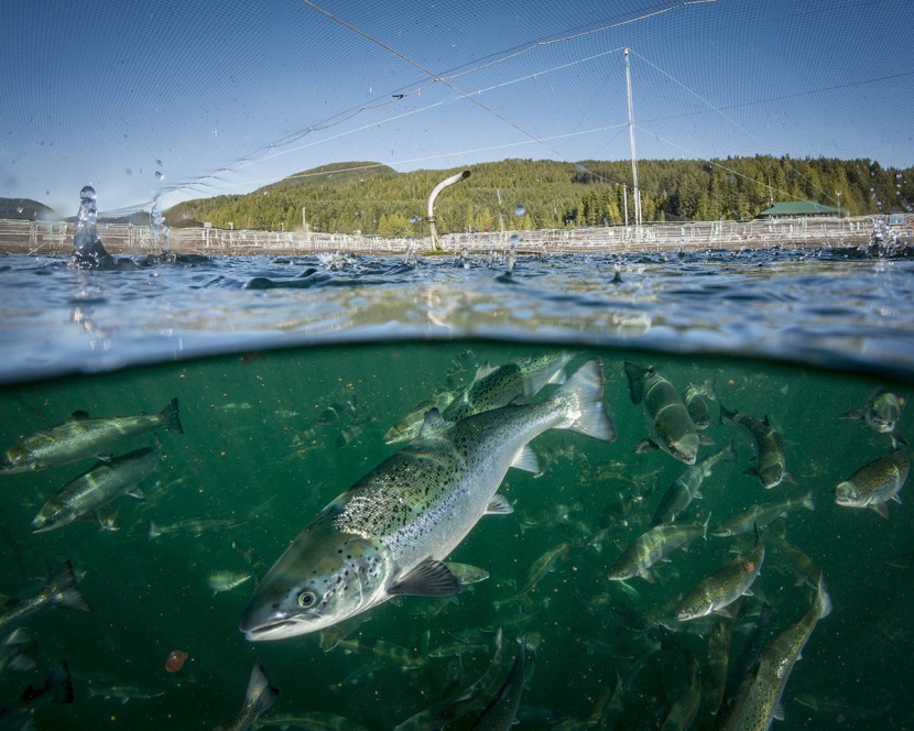 "سال مار" تعرض شراء "رويال سلمون" مقابل 1.3 مليار دولار