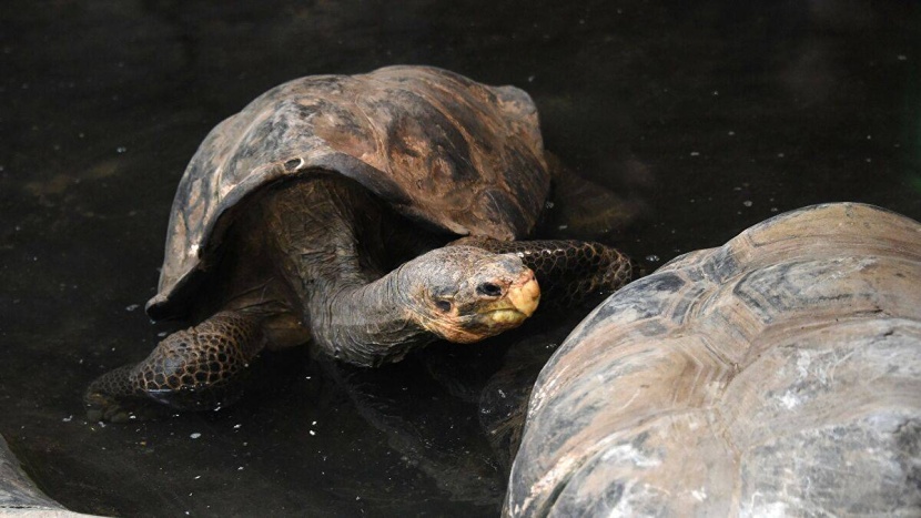 بيضة عمرها 90 مليون عام تكشف سبب انقراض السلاحف