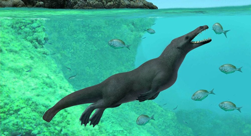 اكتشاف نوع من الحيتان البرمائية عاشت منذ 43 مليون عام