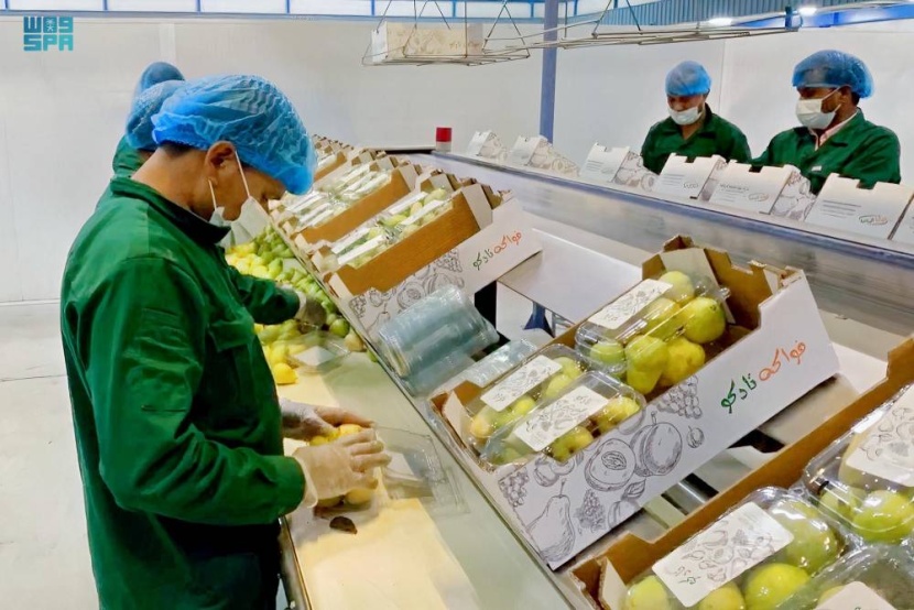 15 ألف شجرة كمثرى توفرها مزارع تبوك