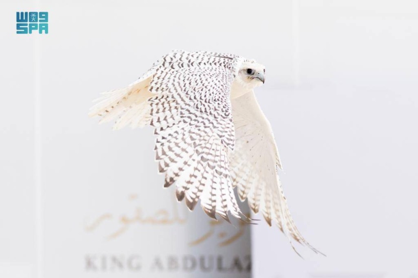 المزاد الدولي لمزارع الإنتاج يستعرض التطور البيولوجي للصقور